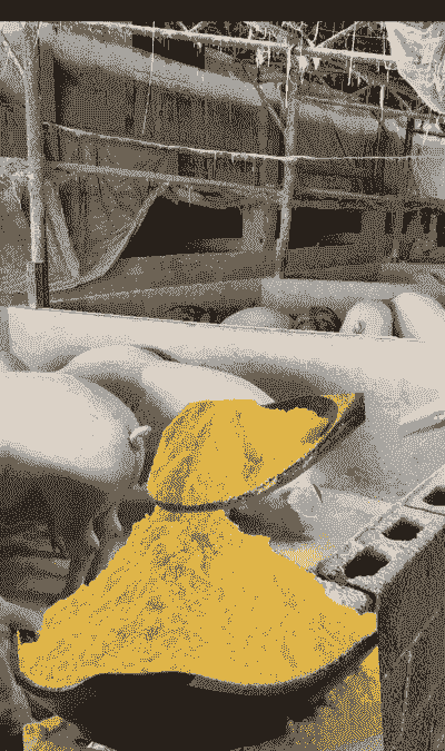 母猪生产后能不能喂玉米