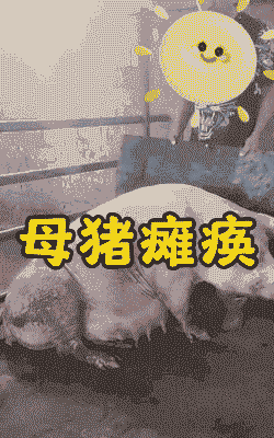 母猪产后跛脚
