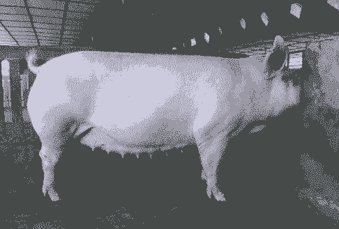 母猪产后母猪起不来