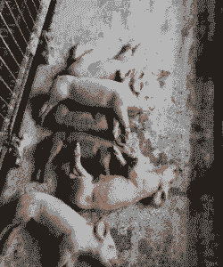 母猪生产后死亡