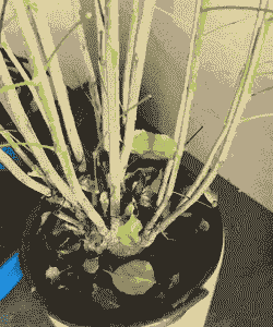 养花能把树砍掉吗 养花能把树砍掉吗