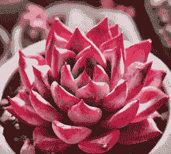 多肉喜欢太阳吗