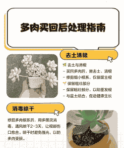 多肉刚买回来怎么处理
