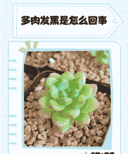多肉发黑是怎么回事