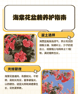 盆栽海棠怎么种植