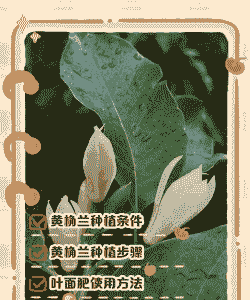 栽黄角兰的禁忌