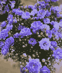 丹麦风铃花好养吗