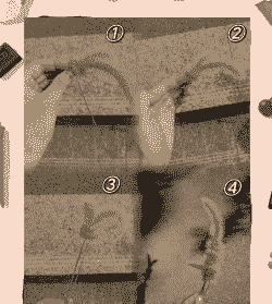 狗尾草在家怎么种