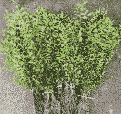 金弹子七八月份能移栽吗