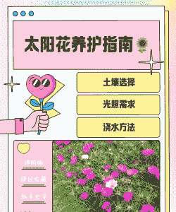 太阳花怎么养才能开花爆盆