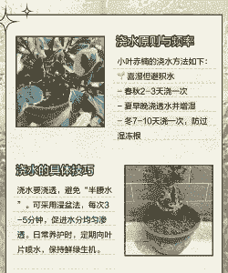 小叶赤楠多久浇一次水