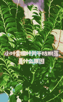 小叶紫檀叶子干枯脱落有救吗