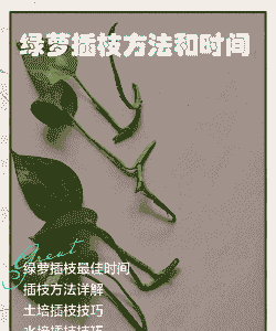 绿萝怎么取枝能养活