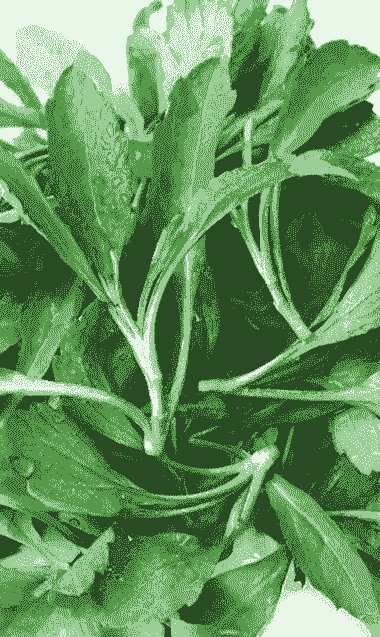 马兰属于什么植物