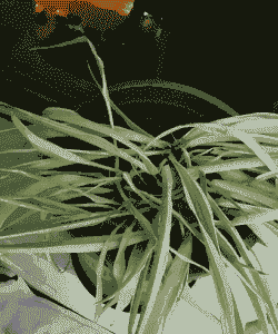 金边吊兰为什么烂根烂心死掉