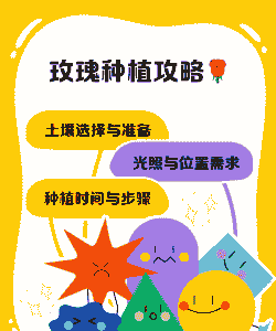 南方怎么种植玫瑰