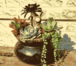 种多肉怎么配花盆