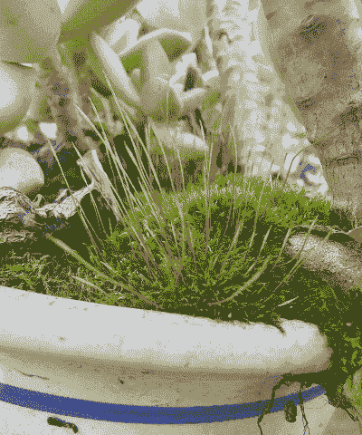 为什么盆景盆土长青苔