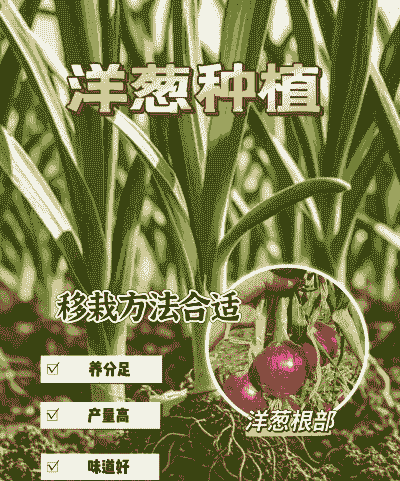 洋葱水果怎么种植
