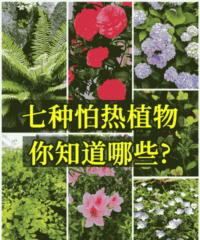 有哪些怕热的花