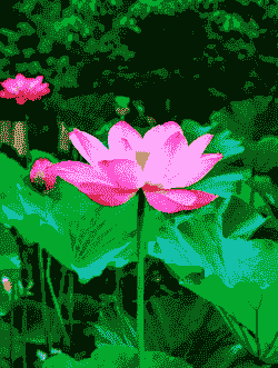 荷花开花长什么样 荷花开花长什么样