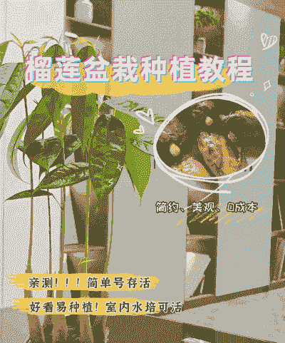 榴莲怎么温室种植