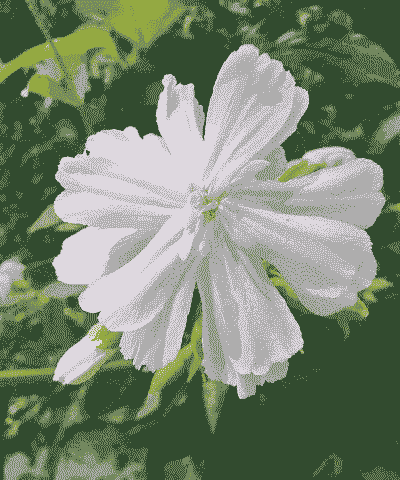 碱性的花有哪些