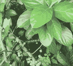 糯叶树怎么种植