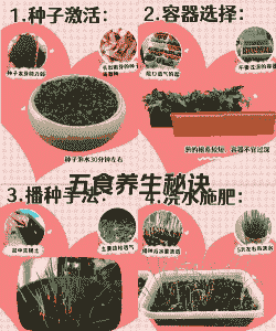 小葱大棚怎么种植