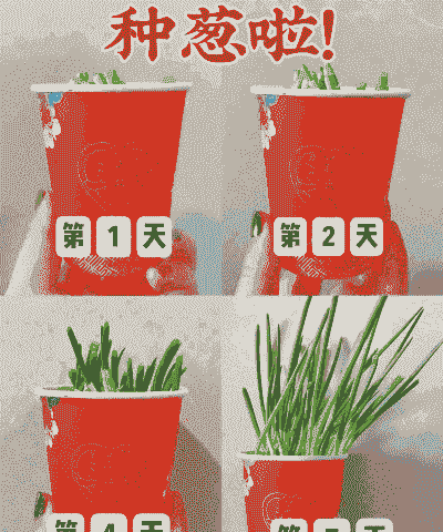 怎么种植葱才好