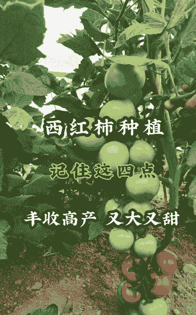 甜心番茄怎么种植