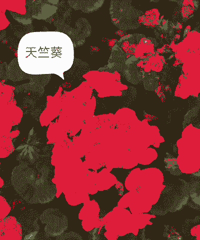 天竺葵是什么科属