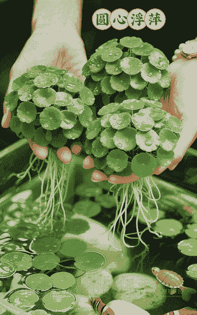 水里浮萍怎么种植