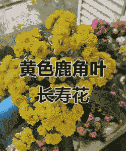 有黄色叶子的花有哪些