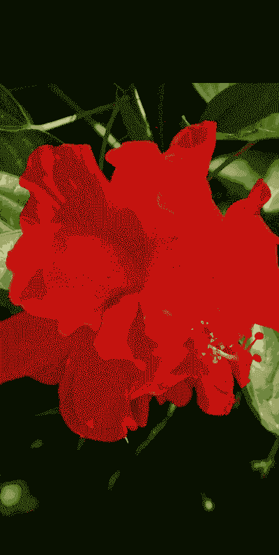 有什么花是木本植物