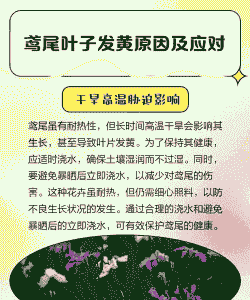 鸢尾叶子为什么会黄掉