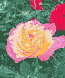 北京初夏开的花有哪些花