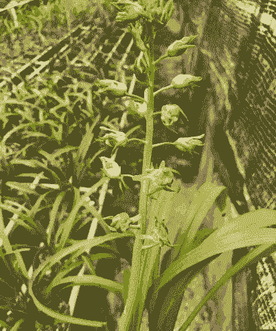 墨兰花剑什么时候出