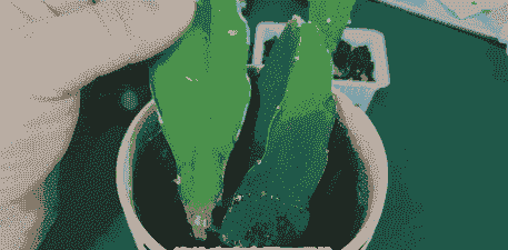 三角柱养殖方法和注意事项