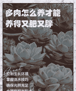 多肉怎么养的又肥又胖
