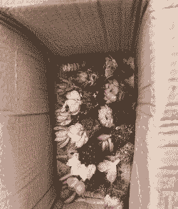 多肉六月份可以换盆吗