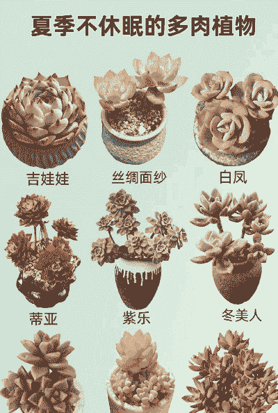 不怕高温的多肉有哪些