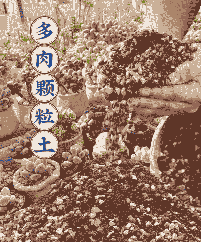 多肉可以用普通的土种吗