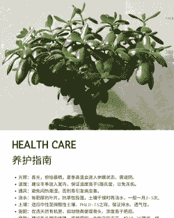 玉树夏天的养殖方法和注意事项