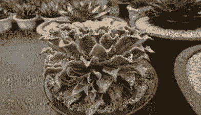 多肉饺子皮夏天休眠吗