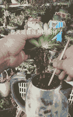 观音莲爆仔后怎么处理