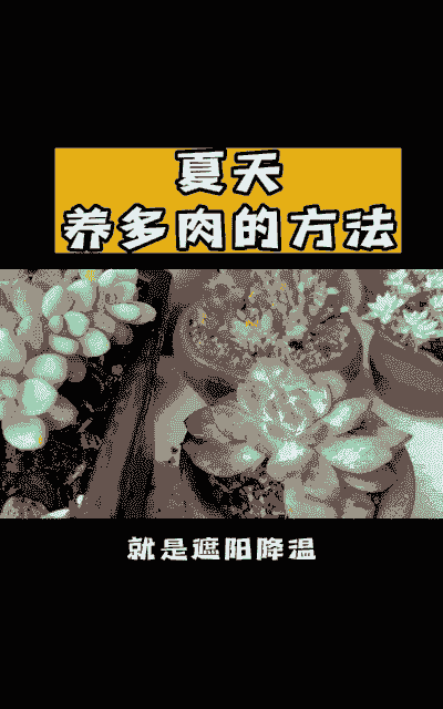夏天多肉怎么养