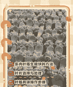 多肉怎么扦插生根快