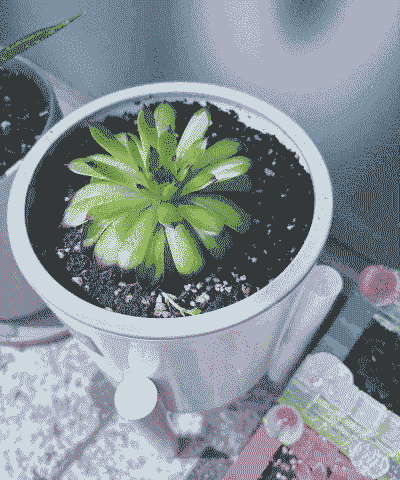 刚换盆的多肉可以晒太阳吗