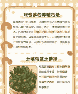 驱蚊观音莲的养殖方法和注意事项